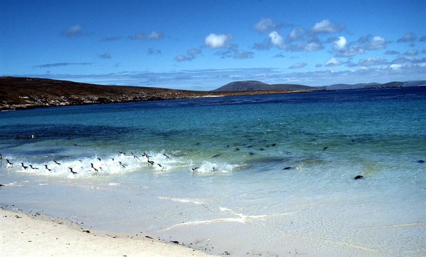 Falkland Islands penguins