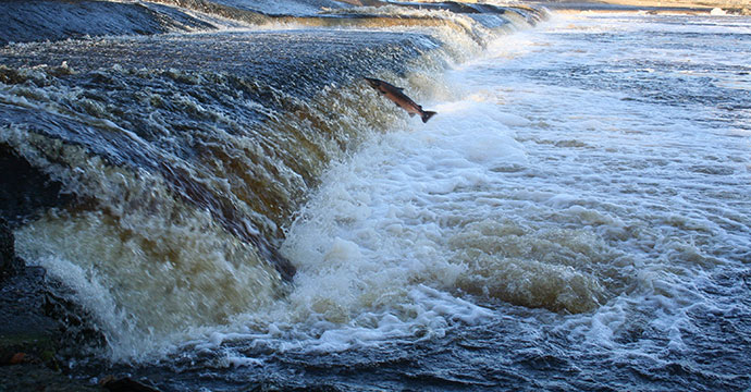 Leaping salmon North York Moors Yorkshire UK by © verityjohnson, Shutterstock