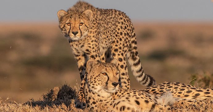 Cheetahs in the Serengeti, Tanzania © Paul Goldstein