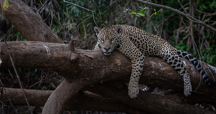 Jaguar in the Pantanal, Brazil © Paul Goldstein