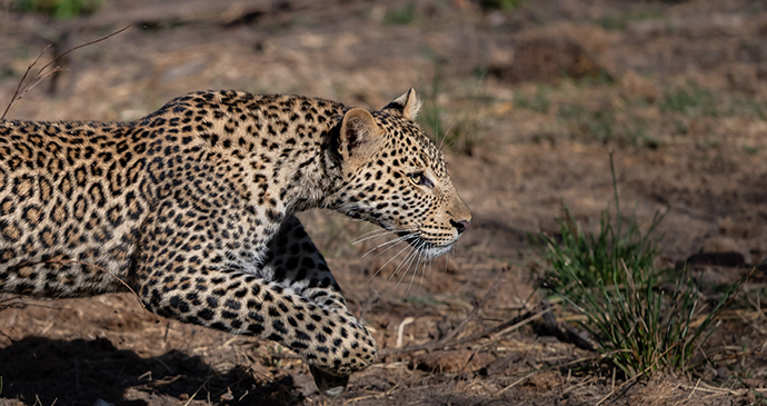 Leopard on the Mara Conservancy, Kenya © Paul Goldstein