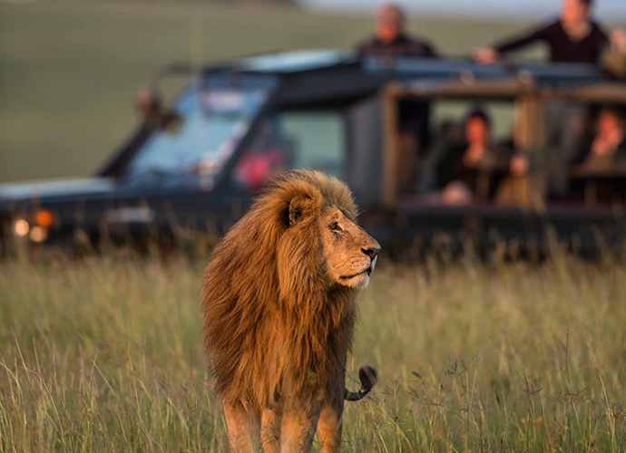 Lion on the Mara North Conservancy, Kenya © Paul Goldstein 