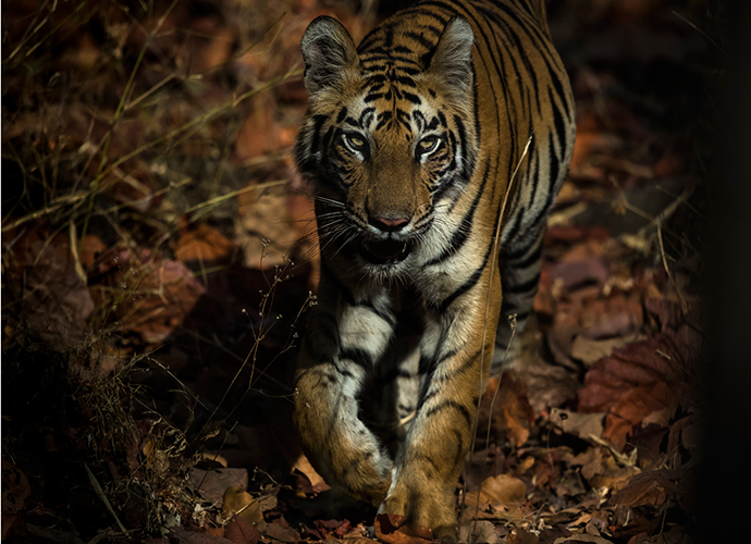 Tiger in Bandhavgarh, India © Paul Goldstein