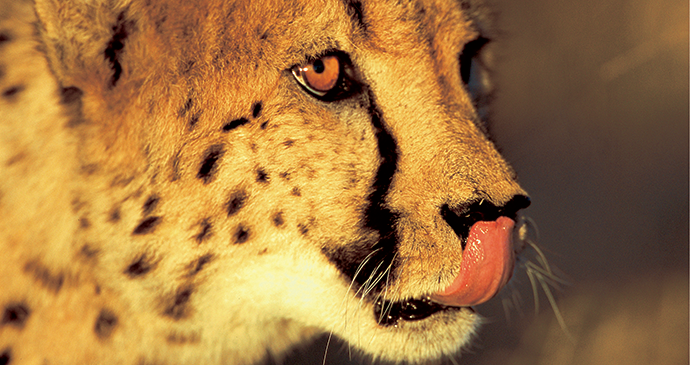 Cheetah in Namibia, Africa © Janet Widdows, Africat