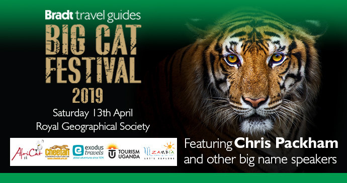 Big Cat Festival Banner