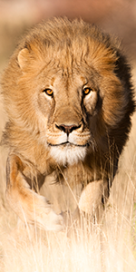 Lions are in in trouble in Africa, Namibia © Janet Widdows, Africat