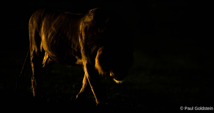 Dusk, Kenya © Paul Goldstein