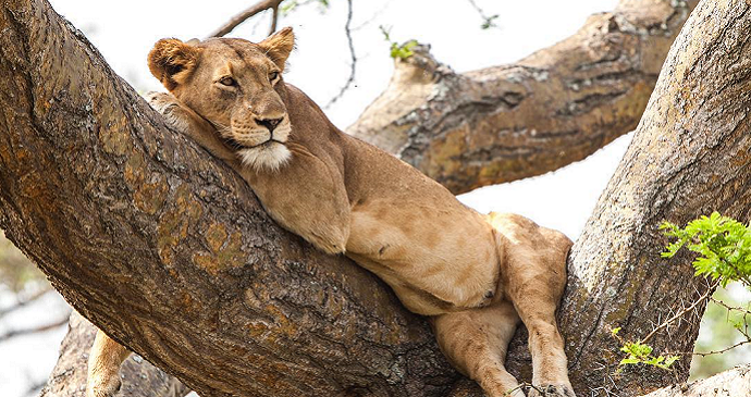 Tree climbing lions in Ishasha Wilderness Camp, Queen Elizabeth National Park, Uganda © Tourism Uganda