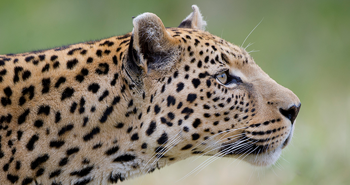 Leopard at the Okonjima Nature Reserve, Namibia © Janet Widdows, Africat