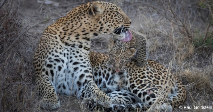Leopard and cub, Naboisho Conservancy Kenya © Paul Goldstein
