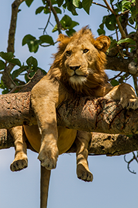 Tree climbing lion in Ishasha Wilderness Camp, Queen Elizabeth National Park, Uganda © Tourism Uganda