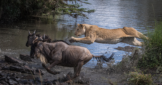 Attack Formation (lioness attack), Olare Conservancy, Masai Mara © Paul Goldstein