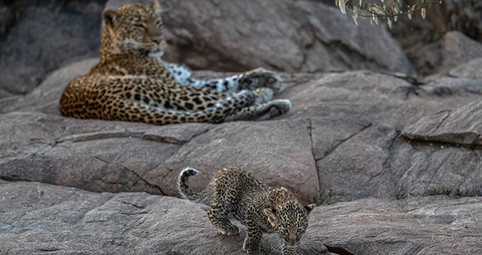 Cubulike, leopard and seven week cub, Naboisho Conservancy, Masai Mara, Kenya © Paul Goldstein