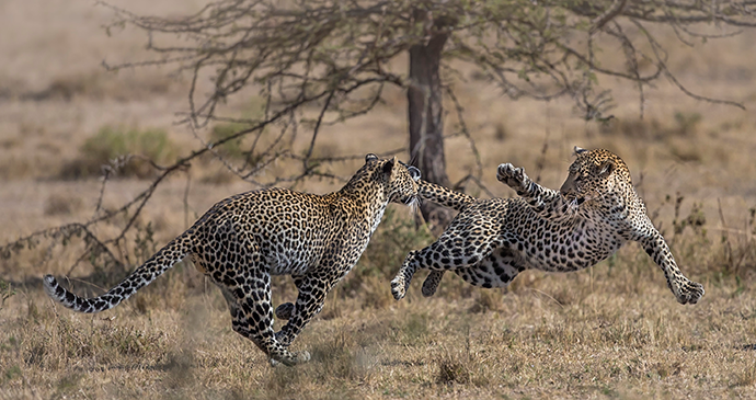 Family affair, mother and cub airborne, Olare Conservancy, Kenya © Paul Goldstein