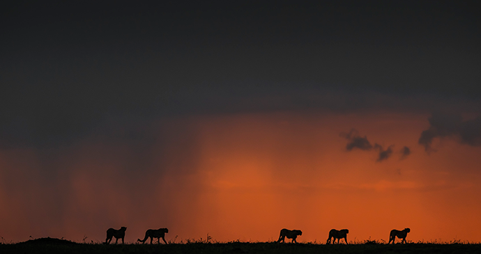 Famous five, Masai Mara, Kenya © Paul Goldstein