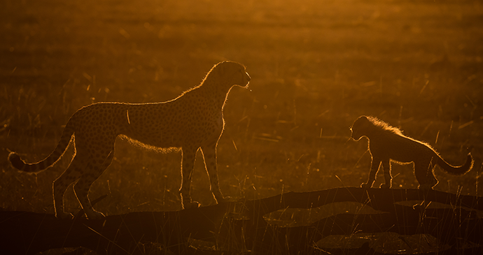 Future's Orange, Masai Mara, Kenya © Paul Goldstein