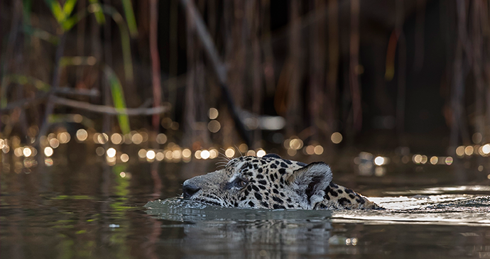 He type, Jaguar in the Pantanal © Paul Goldstein