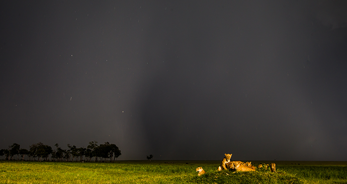 Many shades of grey, Masai Mara, Kenya © Paul Goldstein