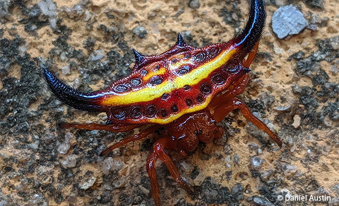 Nosy Be shiny orb-weaver spider Madagascar by Daniel Austin