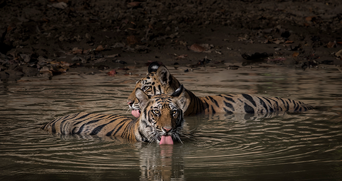 Tiger's Eye, Bandhavgarh, India © Paul Goldstein
