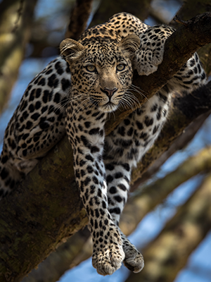 Well Hung Leopard, Olare Conservancy. Masai Mara © Paul Goldstein