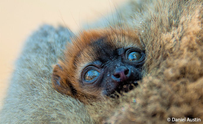 baby red-fronted lemur Madagascar by Daniel Austin