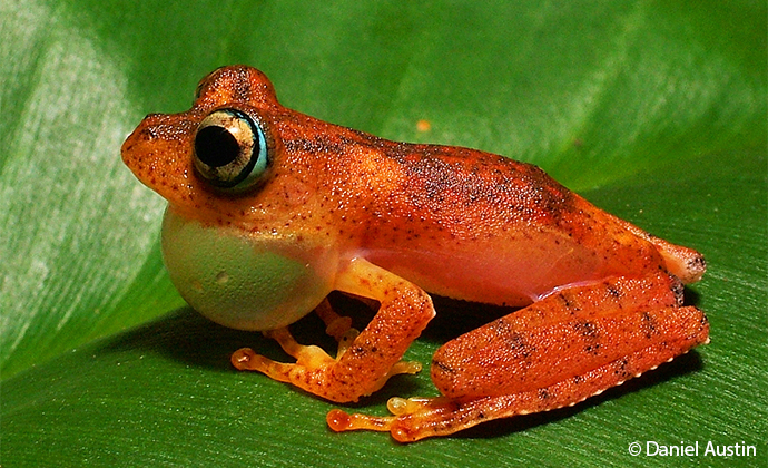 Boophis Phyrrhus Madagascar by Daniel Austin