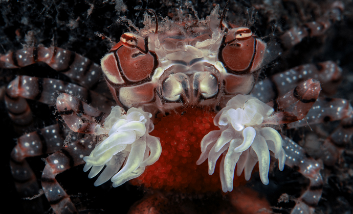 Boxer crab with eggs Seraya Bali by Scott Bennett