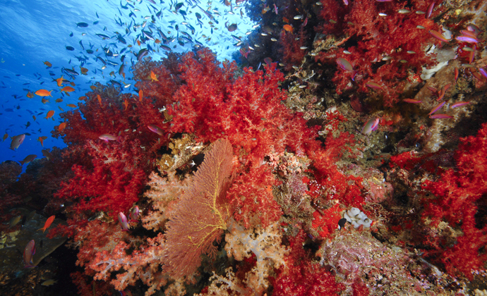 Carpet Reef Fiji by Scott Bennett