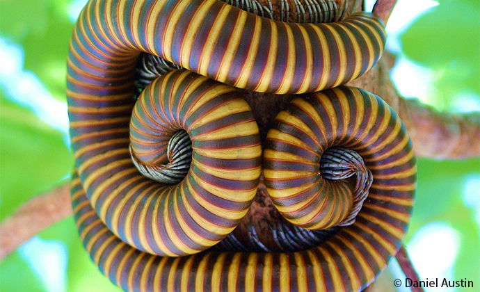 coiled millipedes Madagascar by Daniel Austin