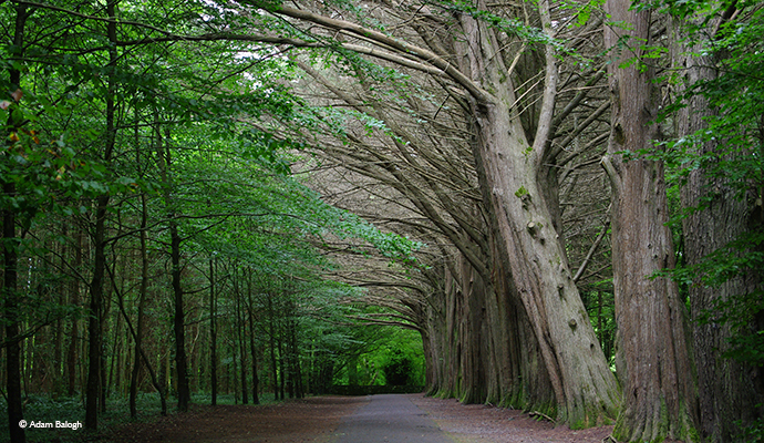 Coole Park, Gort, Ireland Adam Balogh