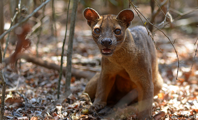 fossa Madagascar by Daniel Austin