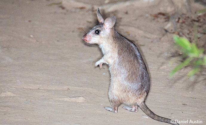 Giant Madagascar jumping rat Madagascar by Daniel Austin