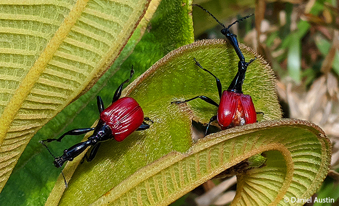 giraffe-necked weevil Madagascar by Daniel Austin