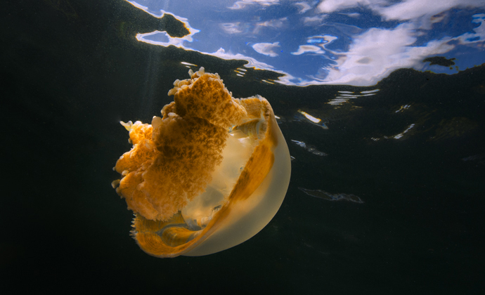 Golden jellyfish Palau by Scott Bennett