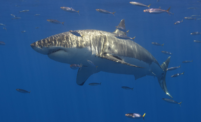 Great white shark Guadalupe Island Mexico by Scott Bennett