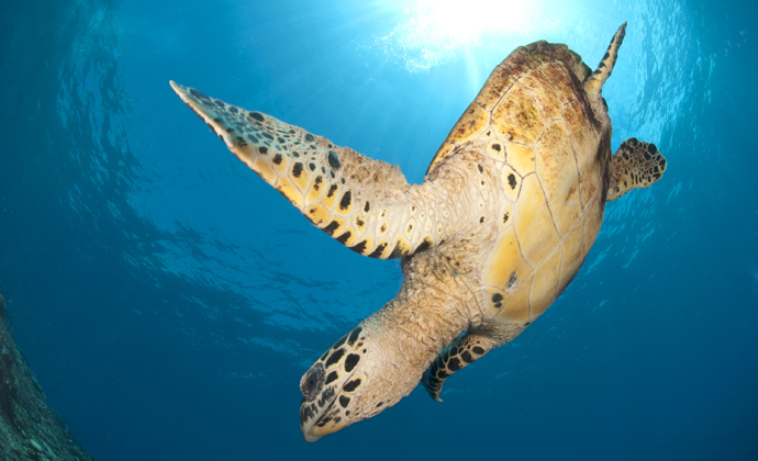 Hawksbill turtle Papua New Guinea by Scott Bennett