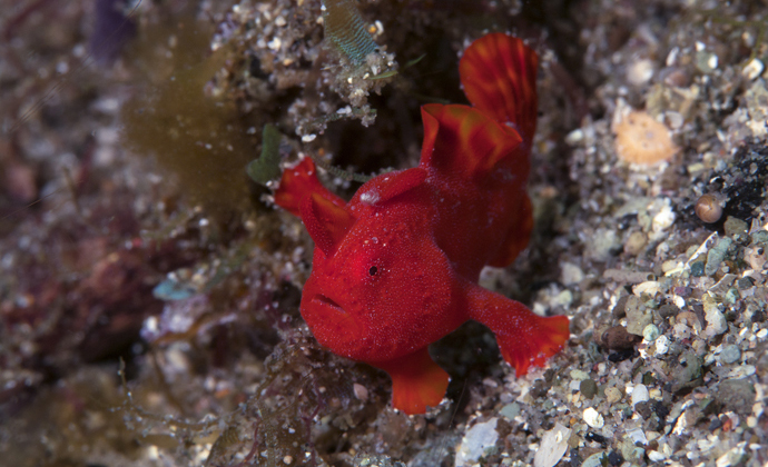 Juvenile frogfish Anilao Philippines by Scott Bennett