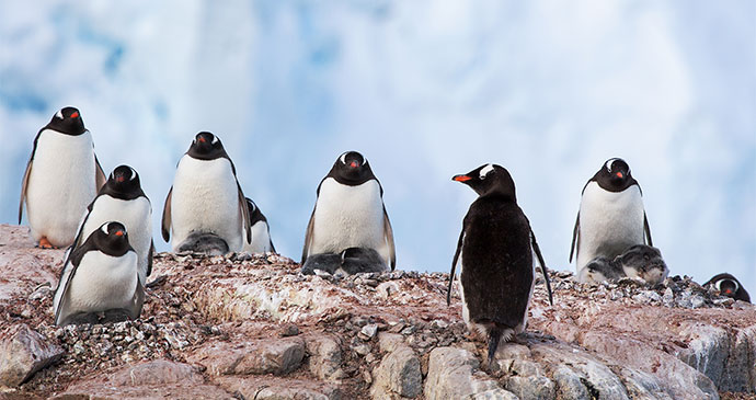 Gentoo penguins South Georgia by letusgophoto