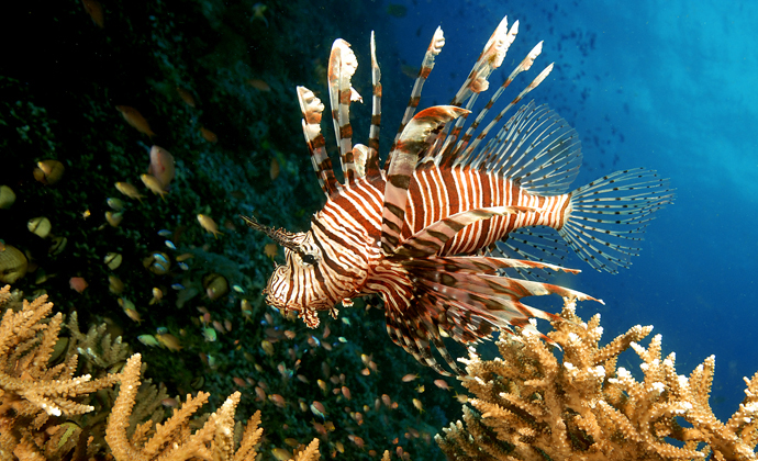 Lionfish Moyo Island Indonesia by Scott Bennett