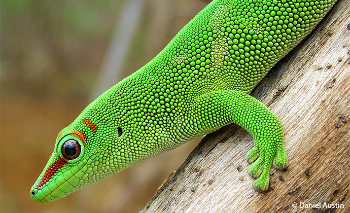 Madagascar day gecko Madagascar by Daniel Austin