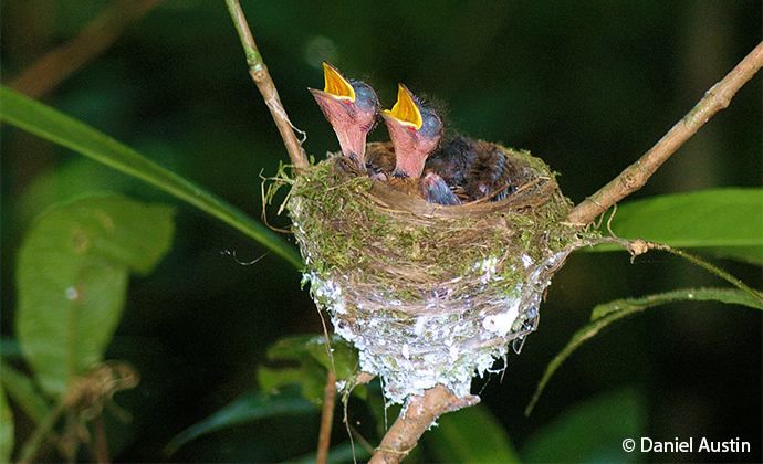 Madagascar paradise flycatcher chicks Madagascar by Daniel Austin