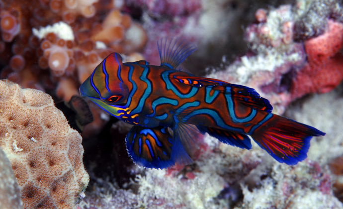 Mandarinfish Mabul Island Malaysia by Scott Bennett