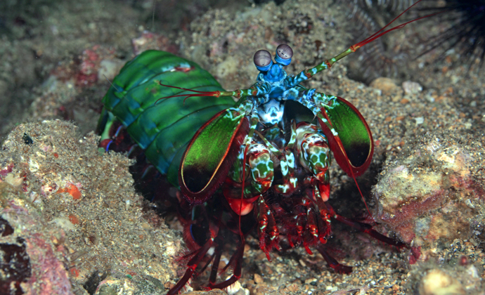 Mantis shrimp Anilao Philippines by Scott Bennett