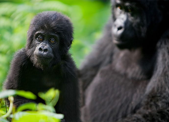 Gorillas Bwindi National Park Uganda by letusgophoto