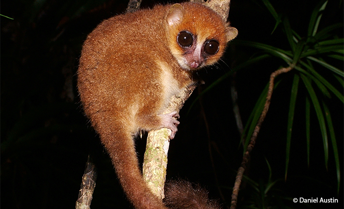 Mouse lemur Madagascar by Daniel Austin