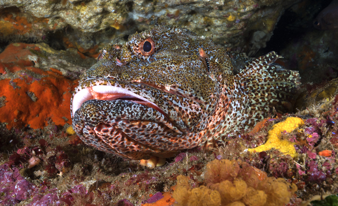 Northern scorpionfish Poor Knights New Zealand by Scott Bennett