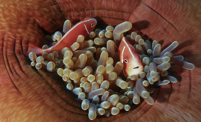 Pink anenomefish Papua New Guinea by Scott Bennett