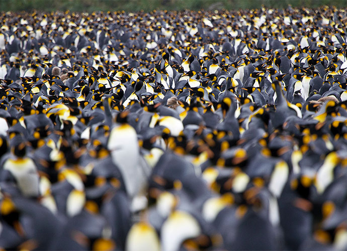 King penguins South Georgia by letusgophoto