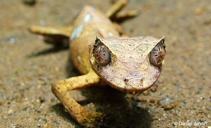 satanic leaf-tailed gecko Madagascar by Daniel Austin